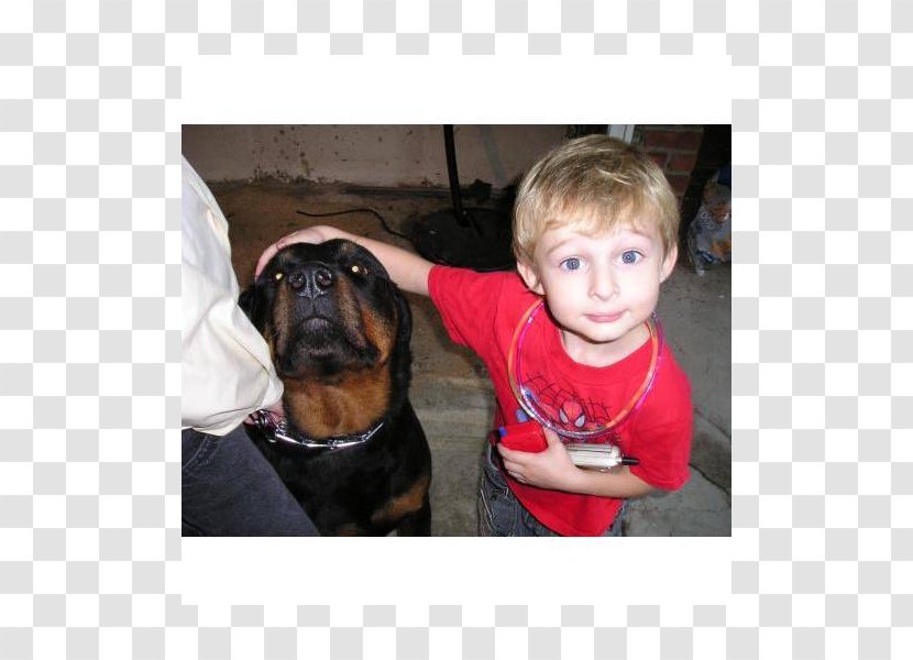 Dog Breed Boxer Puppy Love Bullmastiff Transparent PNG