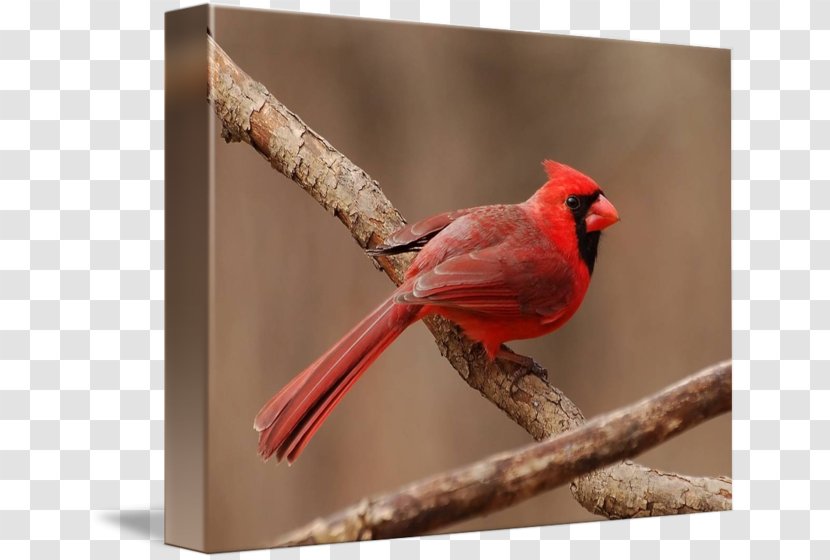 Finches Fauna Beak - Cardinal Drawing Transparent PNG