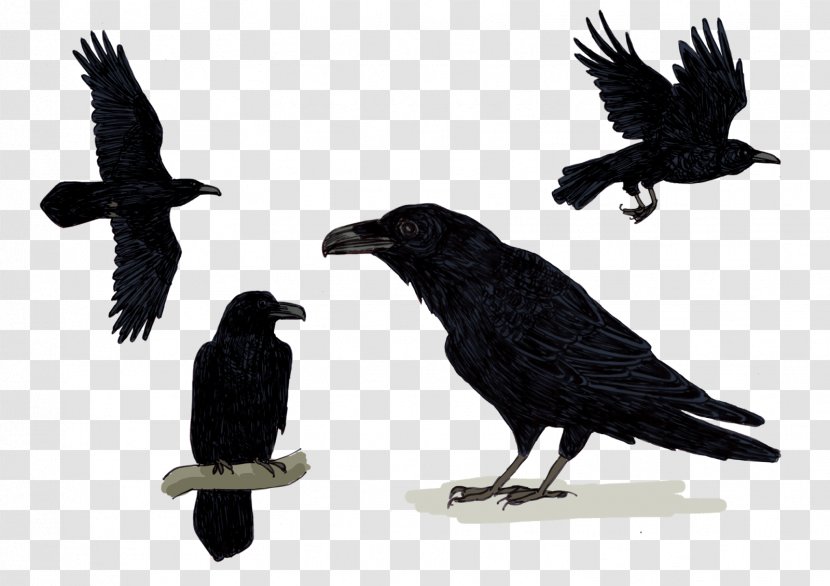 American Crow Common Raven Rook New Caledonian Songbirds - Nest - Corvus Corax Transparent PNG