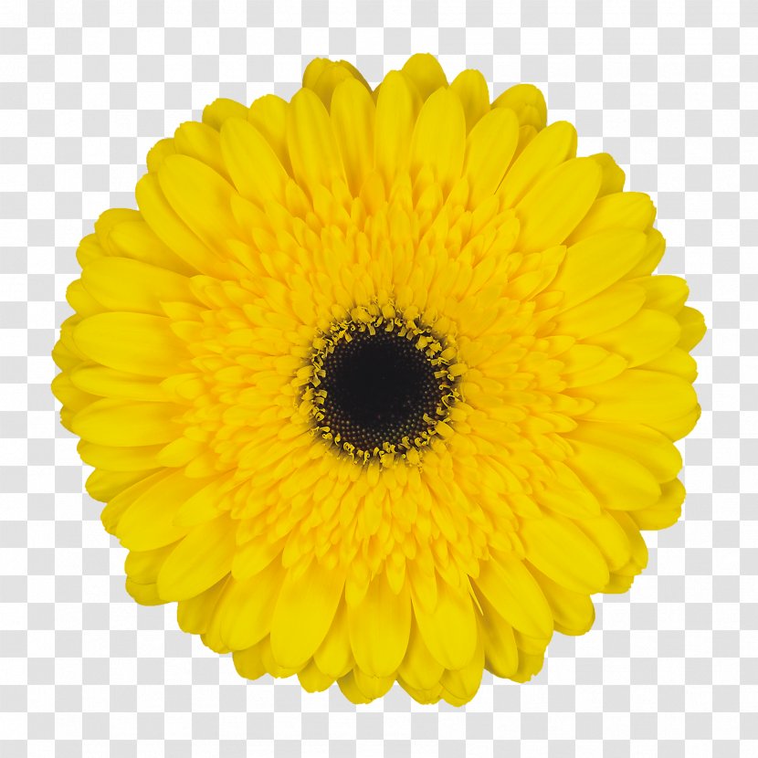 Transvaal Daisy Floristry Zentralhallen Hamm Cut Flowers Product - Yellow - De Kwakel Transparent PNG