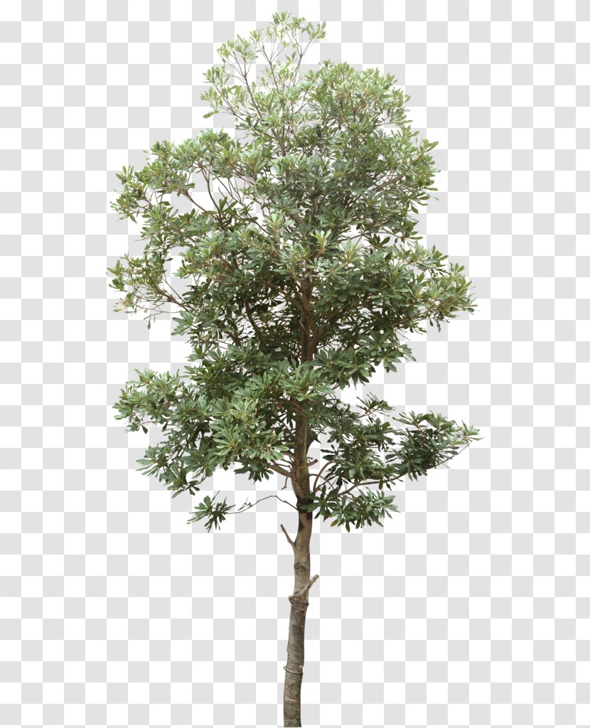 Tree Computer File - Dots Per Inch - Trees Transparent PNG