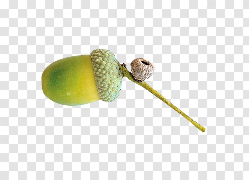 Acorn Quercus Acutissima Icon - Food Transparent PNG