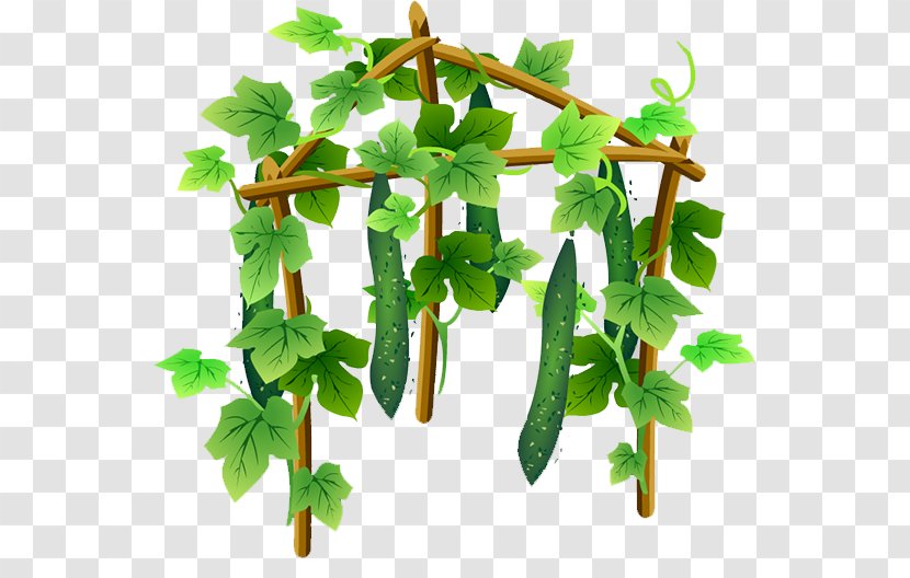 Cucumber Vegetable Food - Tree Transparent PNG