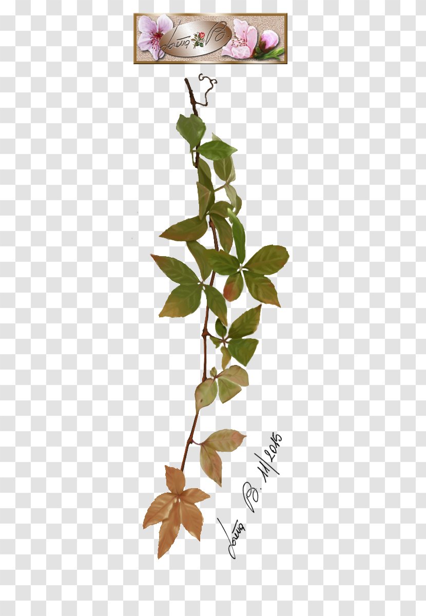 Twig Plant Stem Leaf Petal Font - Virginia Creeper Transparent PNG