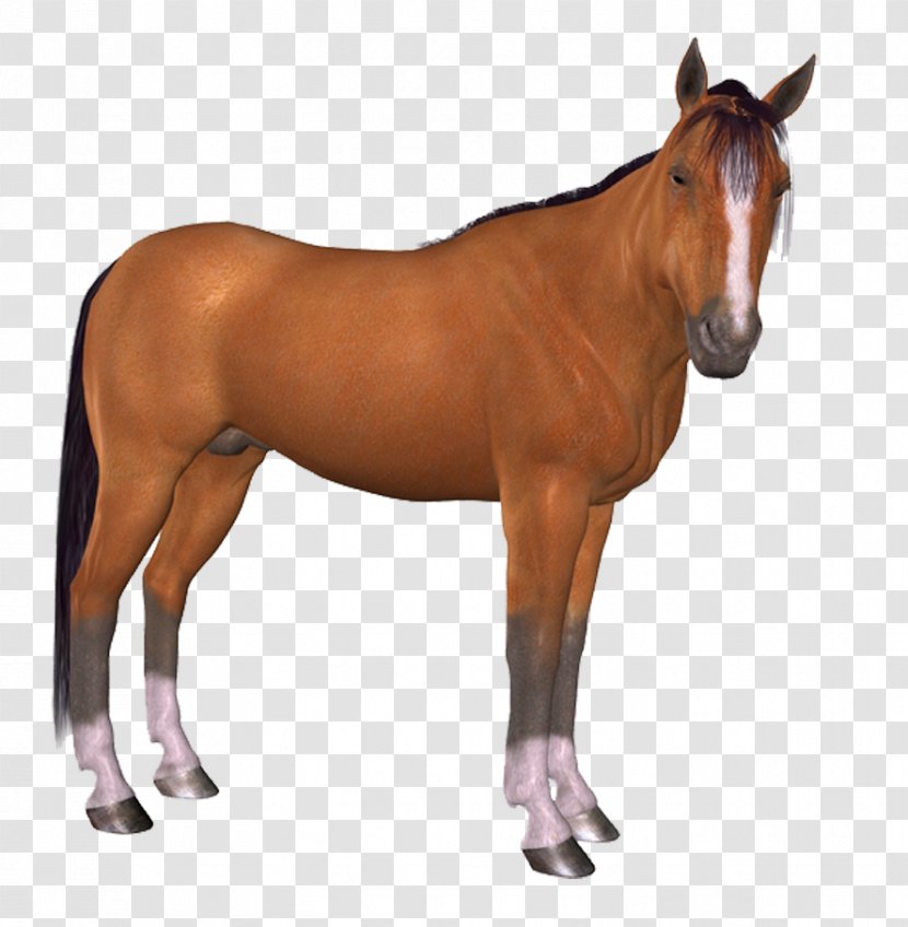 Horse Download Brush - Neck Transparent PNG