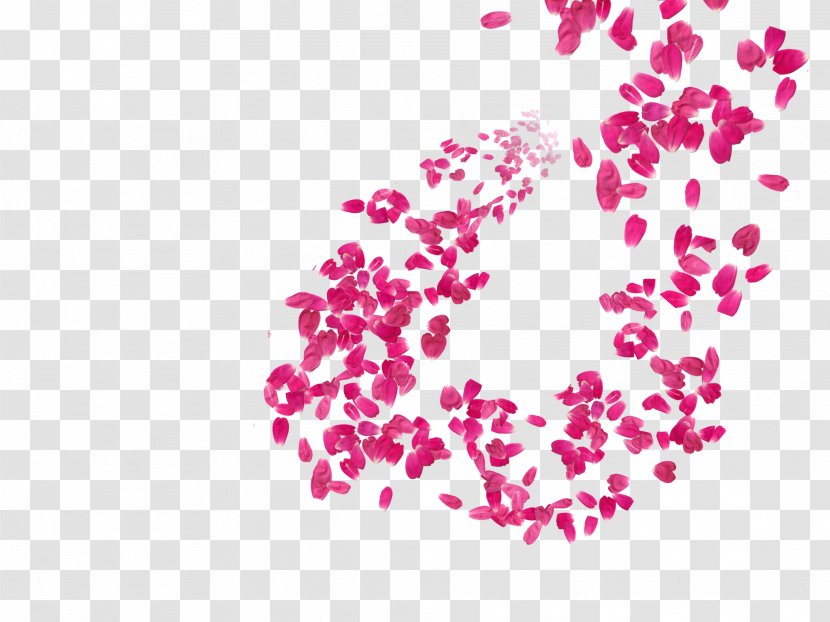 Petal Flower Pink Image - Cherry Blossom - Rose Sketch Transparent PNG
