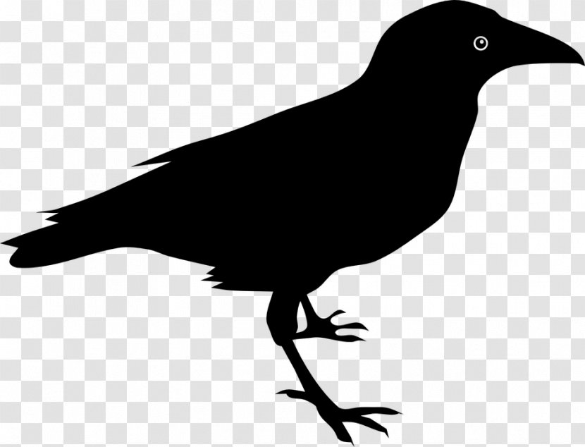Baltimore Ravens Clip Art - American Crow - Logo Transparent PNG