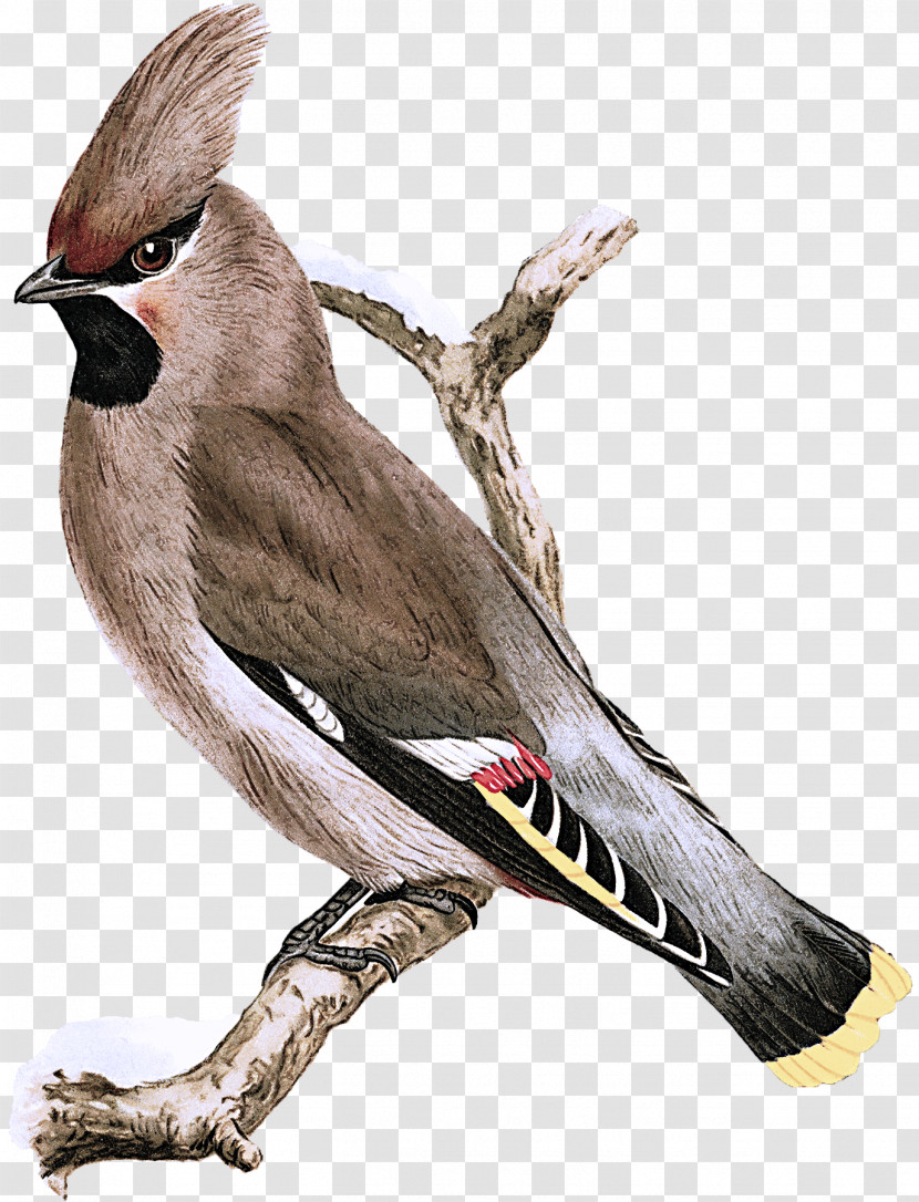 Bird Beak Waxwing Cedar Waxwing Perching Bird Transparent PNG