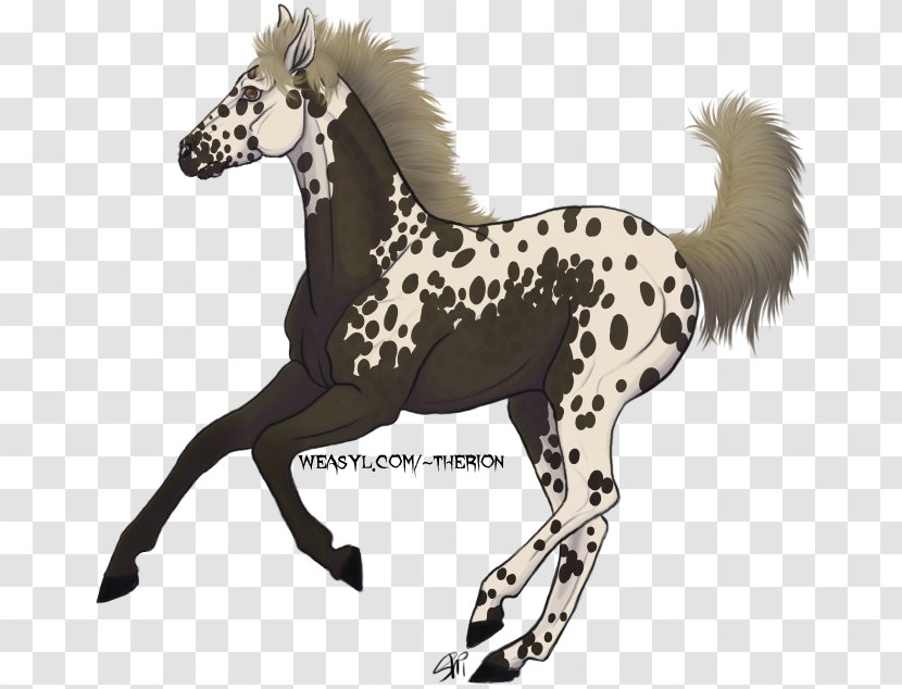 Foal Mustang Colt Stallion Yearling Transparent PNG