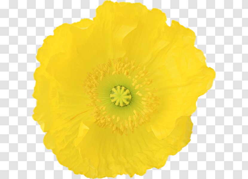 Flower Download - Flowering Plant Transparent PNG