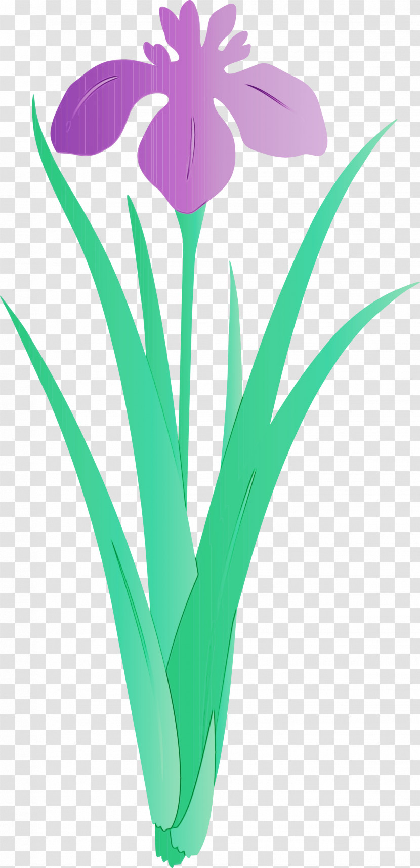 Flower Plant Tulip Grass Petal Transparent PNG