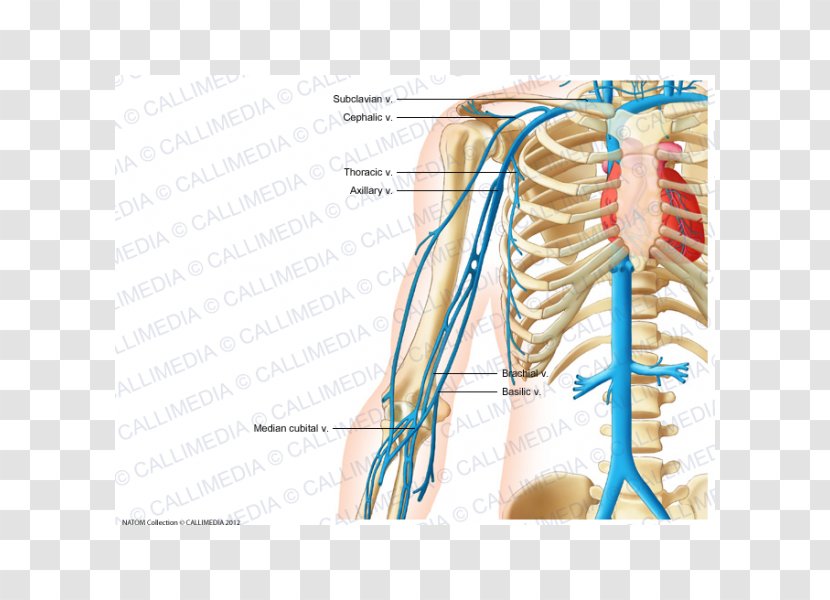 Vein Abdomen Circulatory System Artery Pelvis - Frame - Arm Transparent PNG