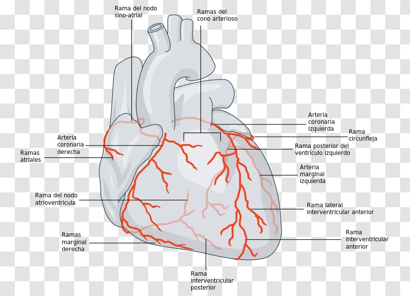 Coronary Circulation Arteries Left Artery Disease - Flower - 3 March Transparent PNG