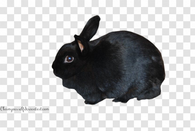 Holland Lop Hare Mini Domestic Rabbit - Cat Transparent PNG