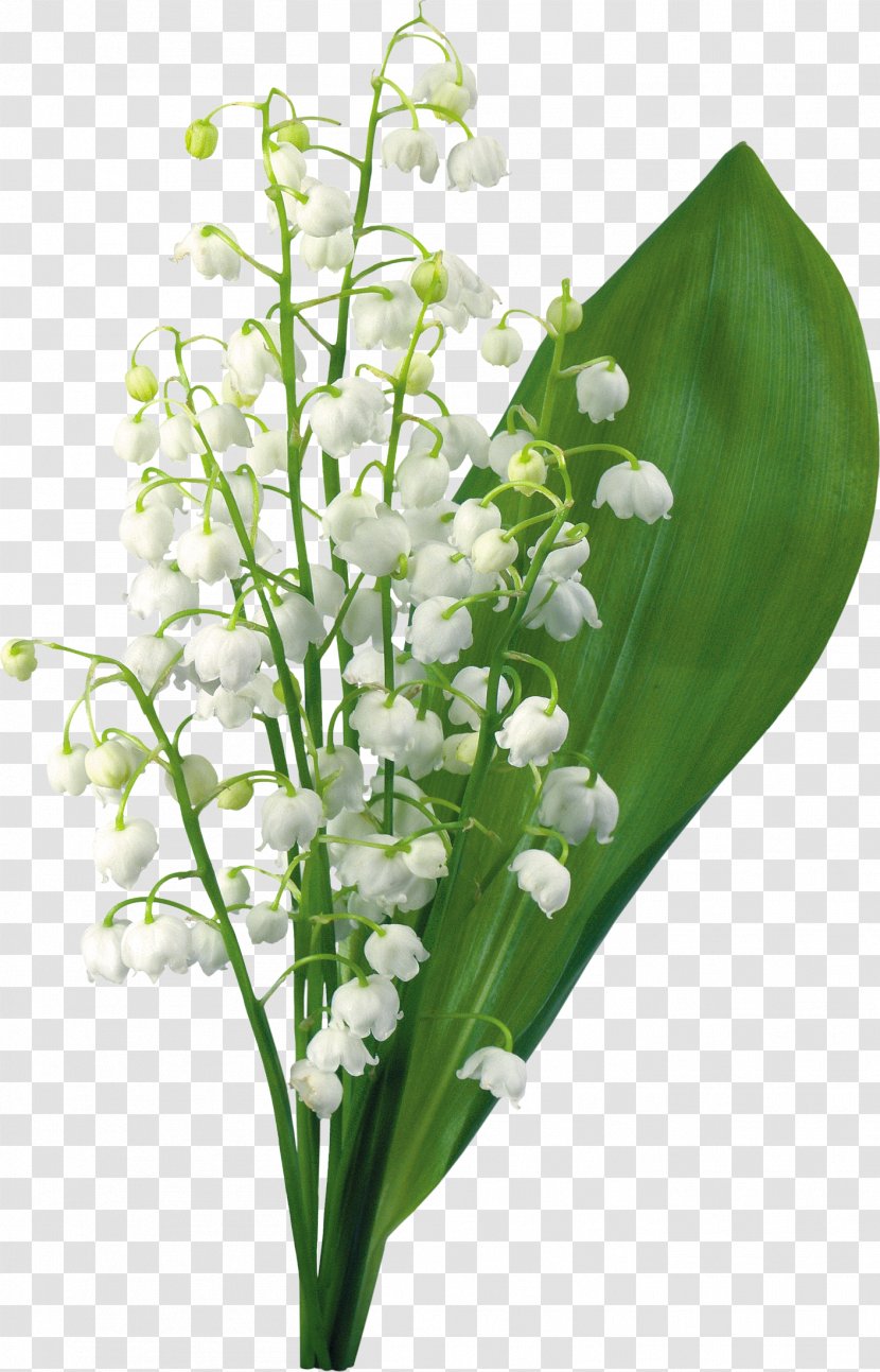 Lily Of The Valley May 1 - Plant Stem Transparent PNG