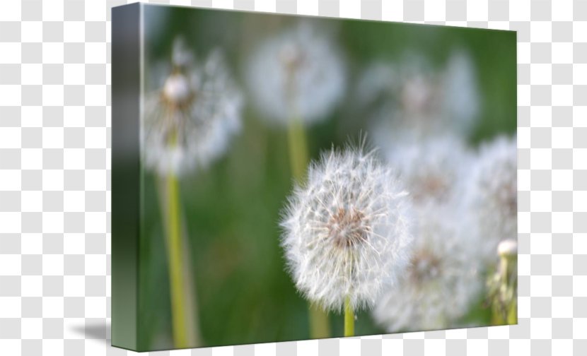 Dandelion Desktop Wallpaper Close-up Computer - Flower Transparent PNG