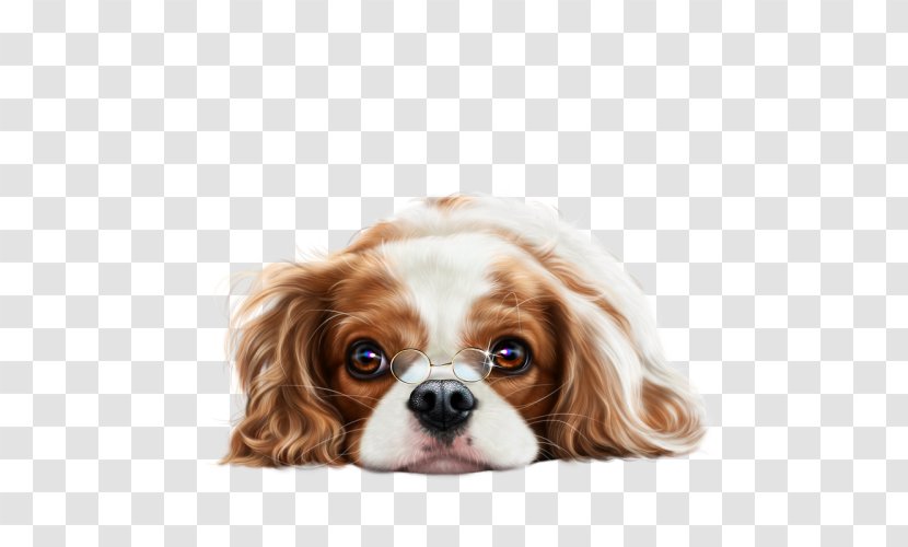 Cavalier King Charles Spaniel Puppy Dog Breed English Cocker - Love Transparent PNG