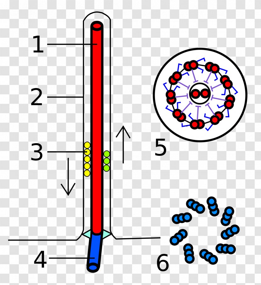 Flagellum Axoneme Eukaryote Basal Body Microtubule - Symmetry - Chlamydomonas Transparent PNG