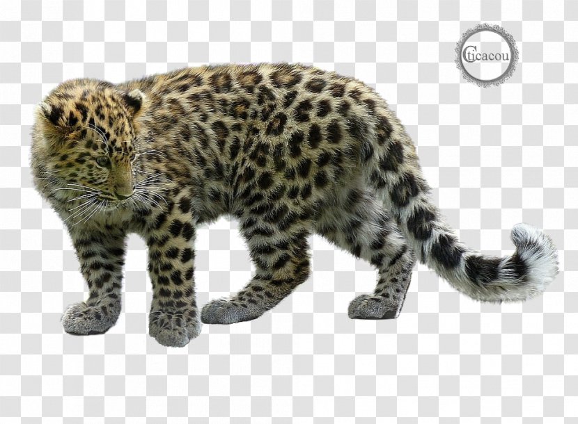 Snow Leopard Cheetah Paper High-definition Television - Ocelot - There's Transparent PNG
