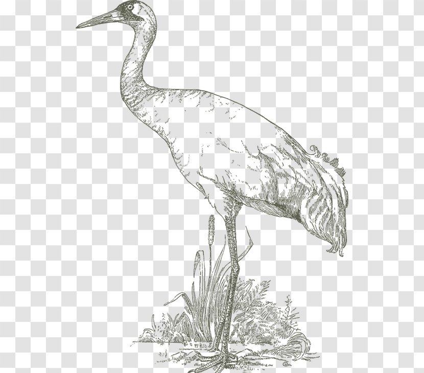 Crane Bird Reptile Heron Intaka Island - Line Art Transparent PNG
