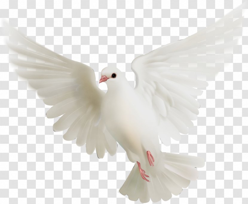 Pigeons And Doves Bird Transparency Release Dove Animal - White - Peace Beak Transparent PNG