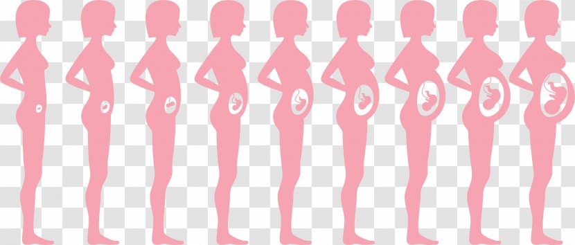 Pregnancy Fetus Infant Woman - Postpartum Period - The Belly Of A Child Transparent PNG