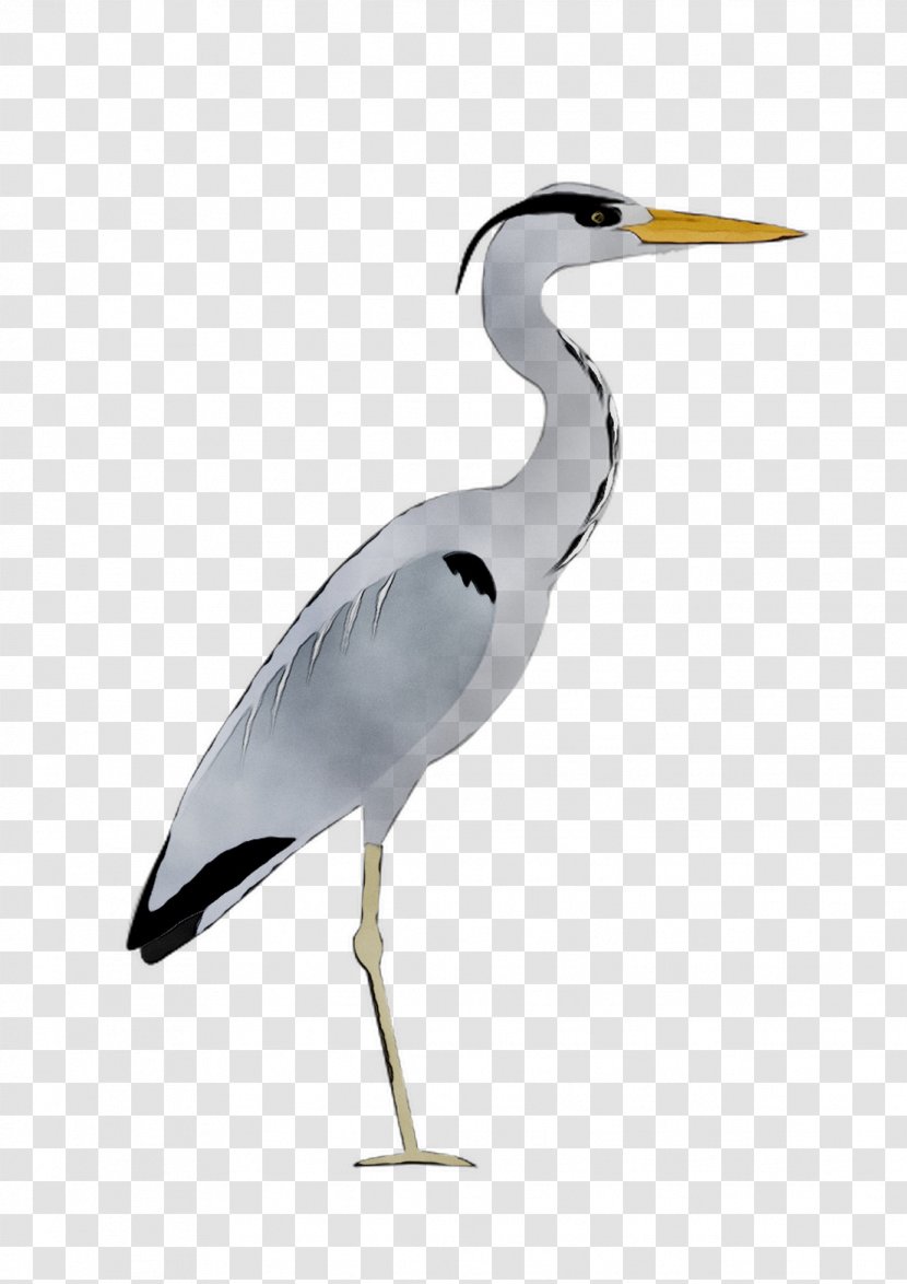 Great Egret Heron Bird Stork Beak - Cranelike Transparent PNG