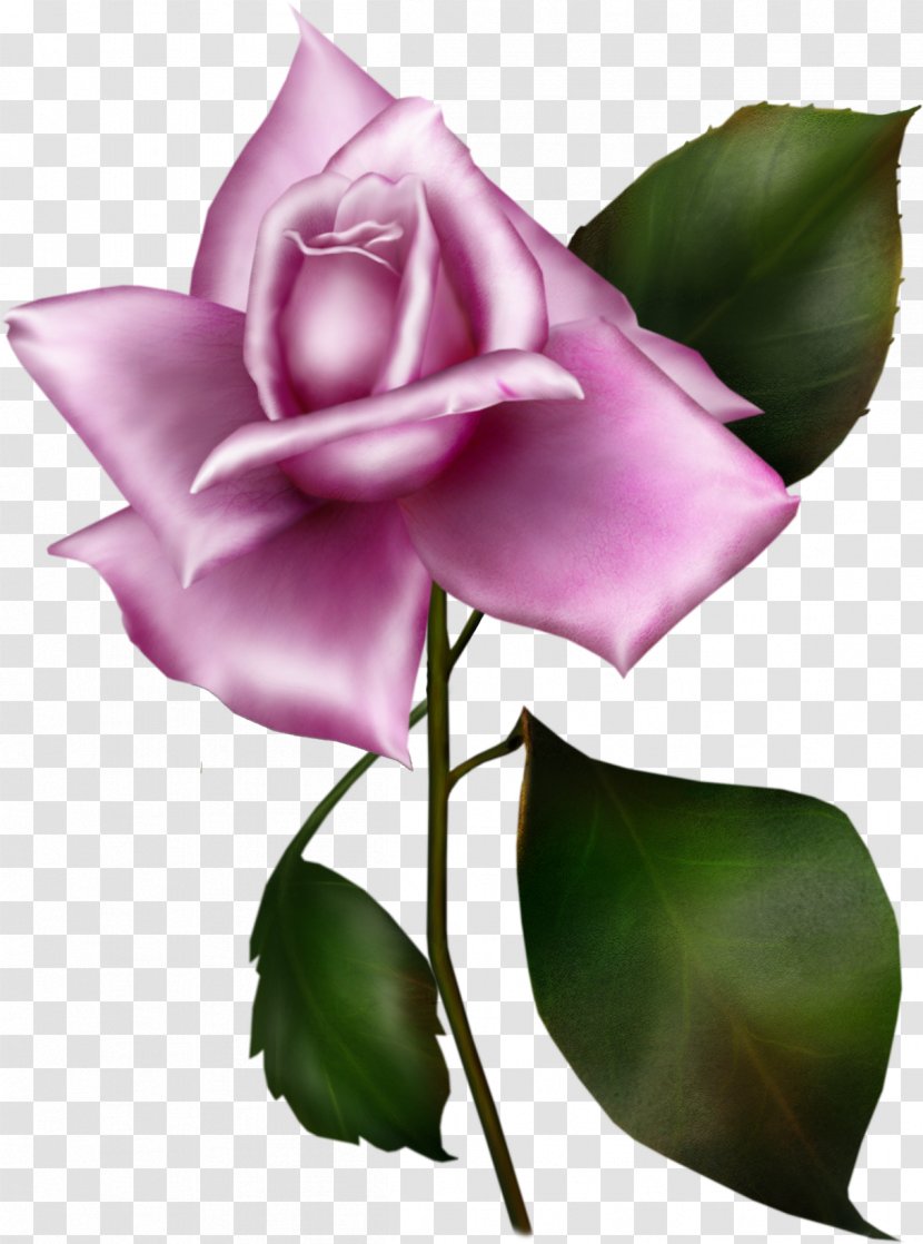 Garden Roses Rosa Gallica Lilac Flower Blue Rose - Pink Transparent PNG
