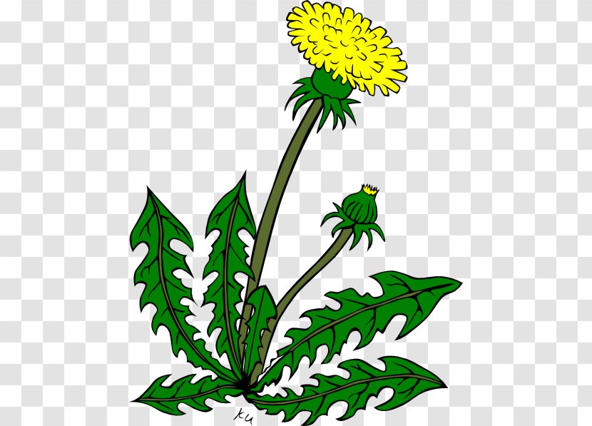 Common Dandelion Clip Art - Drawing - Flower Weeds Cliparts Transparent PNG