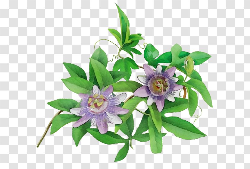 Purple Watercolor Flower - Sleep - Gentian Family Wildflower Transparent PNG