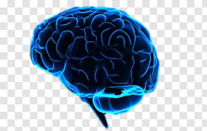 Human Brain Neuroimaging Artificial Intelligence Brain–computer Interface - Tree Transparent PNG