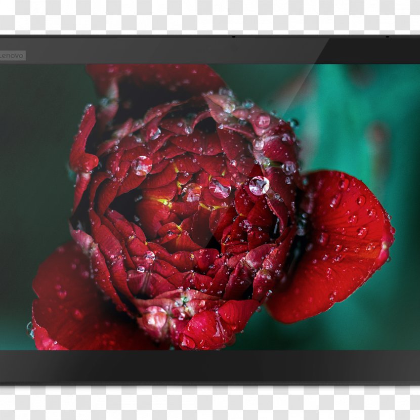 Flower Rose Desktop Wallpaper Petal - Flowering Plant - Large-screen Transparent PNG
