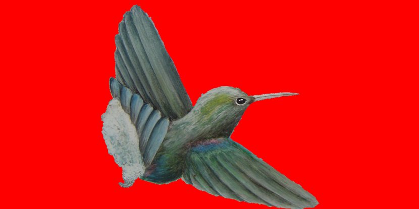 Hummingbird M Fauna Wing Beak - Feather Transparent PNG