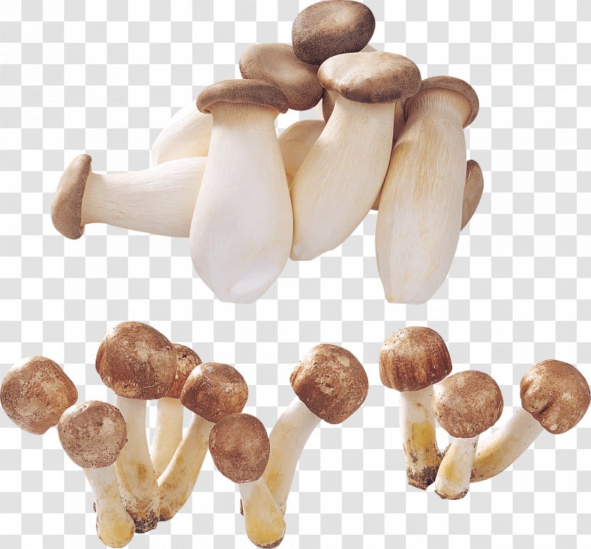 Mushroom Image - Photography - Food Transparent PNG