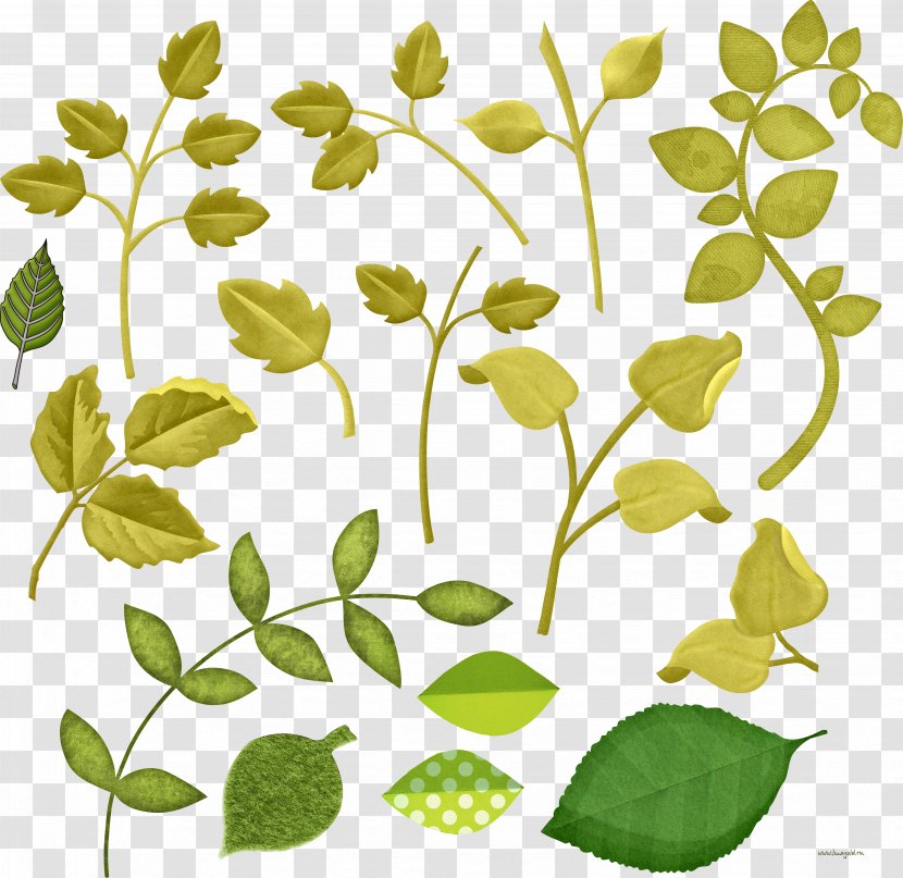 Leaf Floral Design Clip Art - Plant Transparent PNG