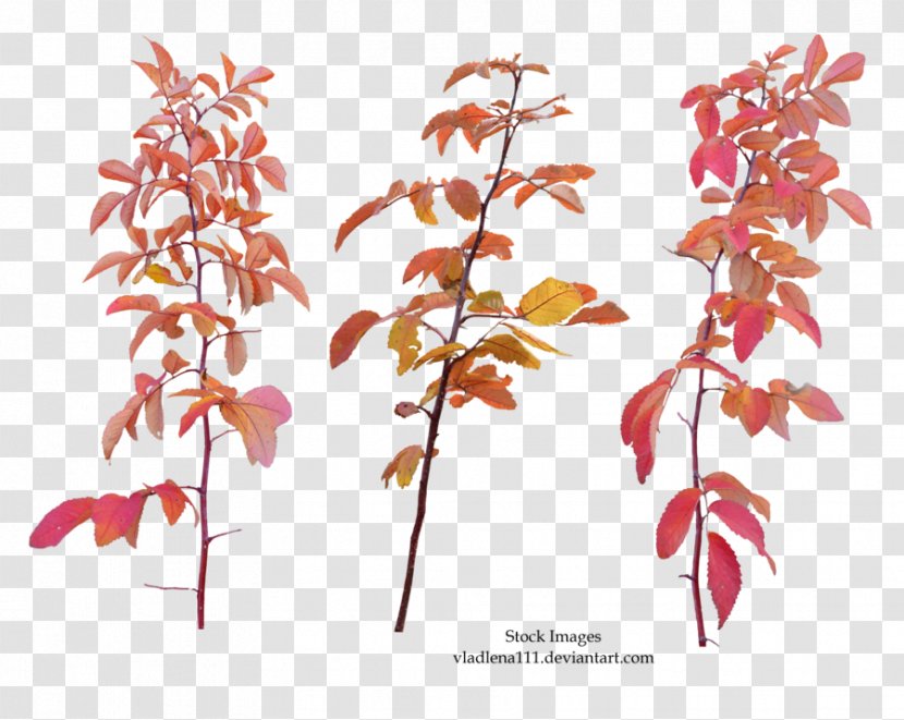 Twig Leaf Branch Tree - Common Ivy - Autumn Branches Transparent PNG