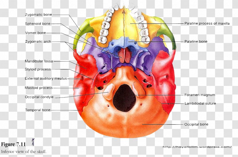 Skull Human Skeleton Axial Body Anatomy - Cartoon - Cranial Head Transparent PNG