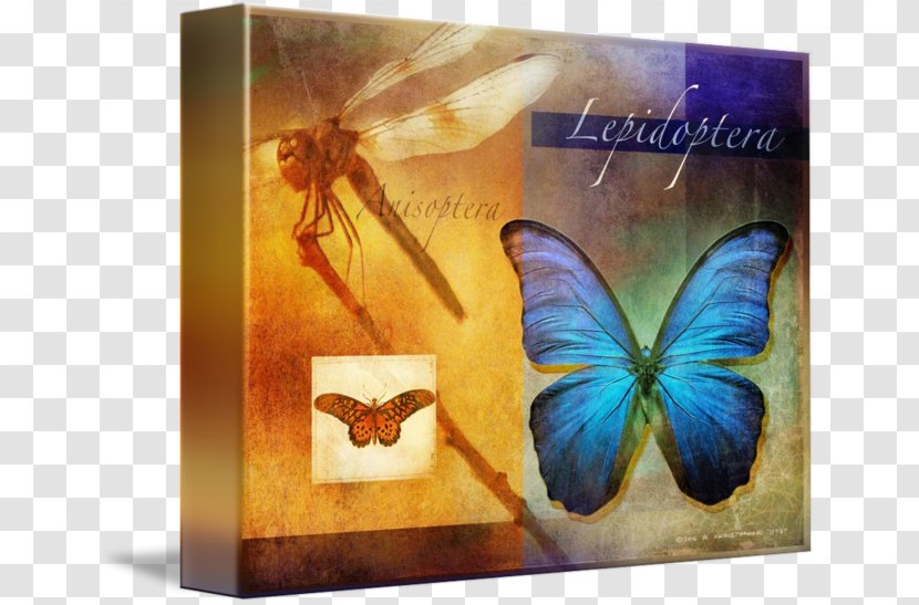 Butterfly Work Of Art Fine Gradation - Butterflies And Moths - Glossy Butterflys Transparent PNG
