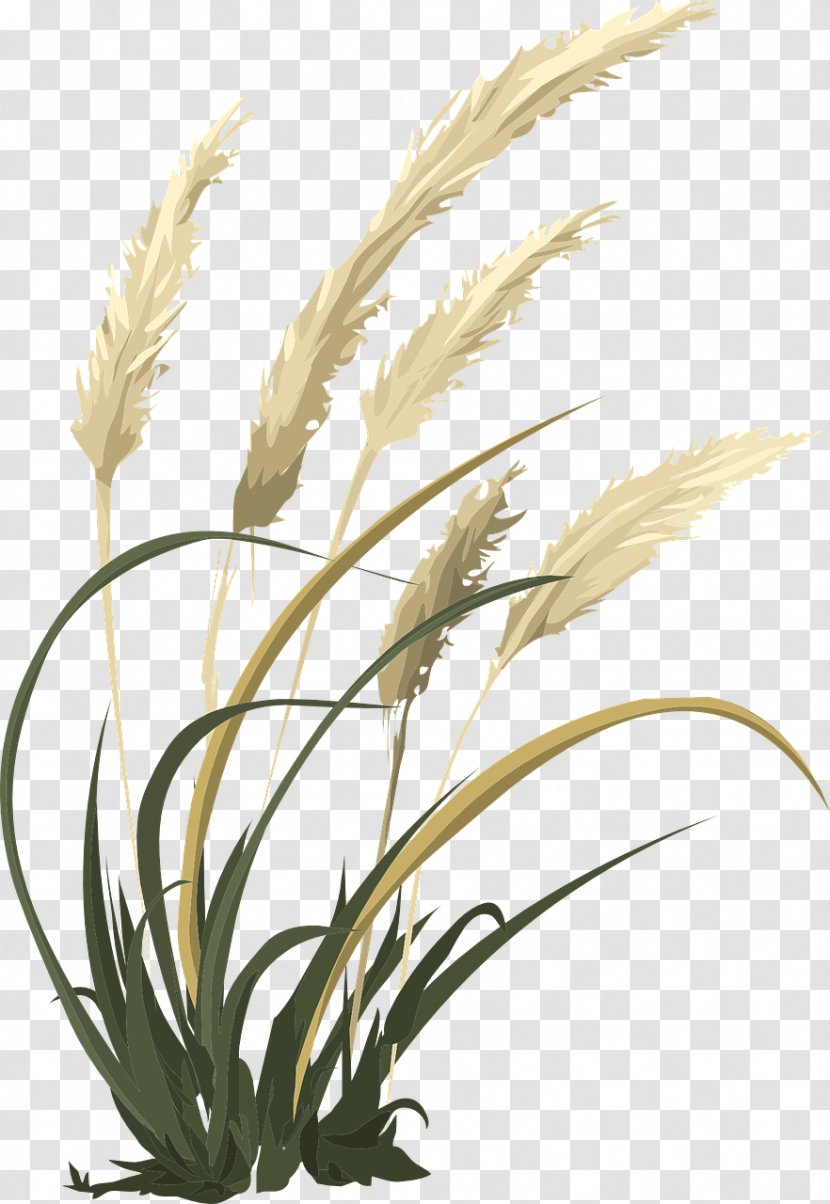 Agropyron Wheatgrass Flowering Plant - Wheat Transparent PNG