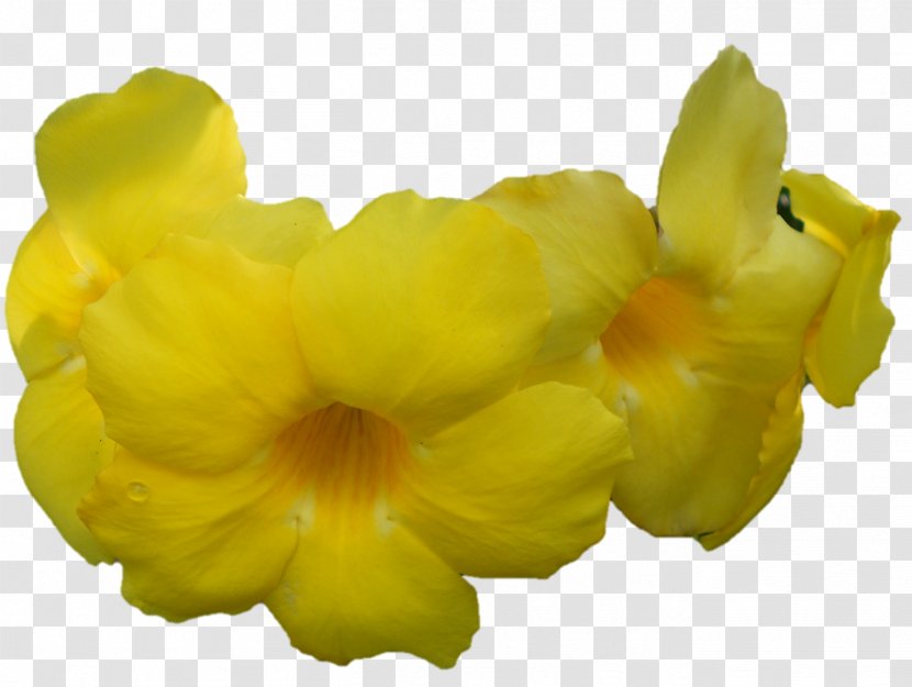 Petal - Yellow - Guru Purnima Images Transparent PNG