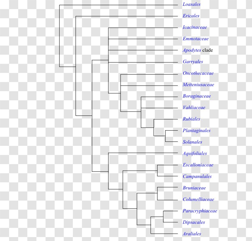Flowering Plant The Phylogeny Of Angiosperms Amborella Phylogenetics Synapomorphy - Text Transparent PNG