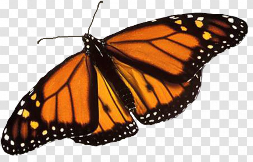 Monarch Butterfly Biosphere Reserve Insect Brush-footed Butterflies - Arthropod Transparent PNG