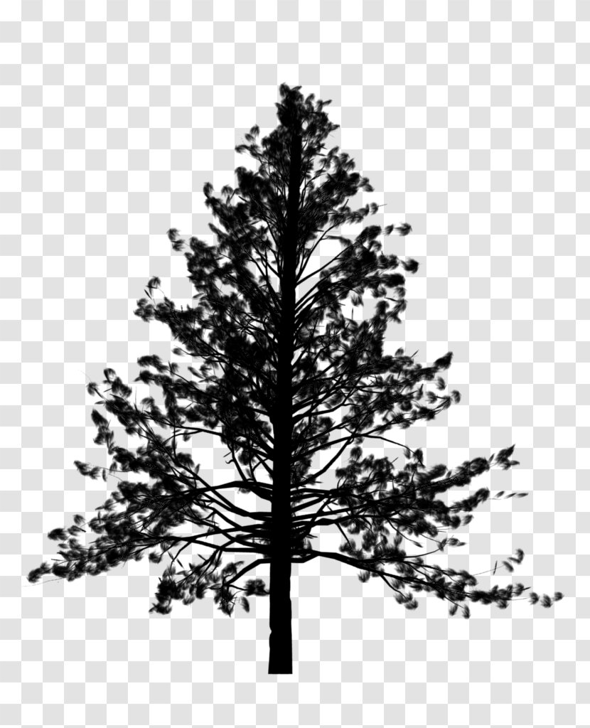 Spruce Tree Vector Graphics Fir - Leaf - Plant Transparent PNG