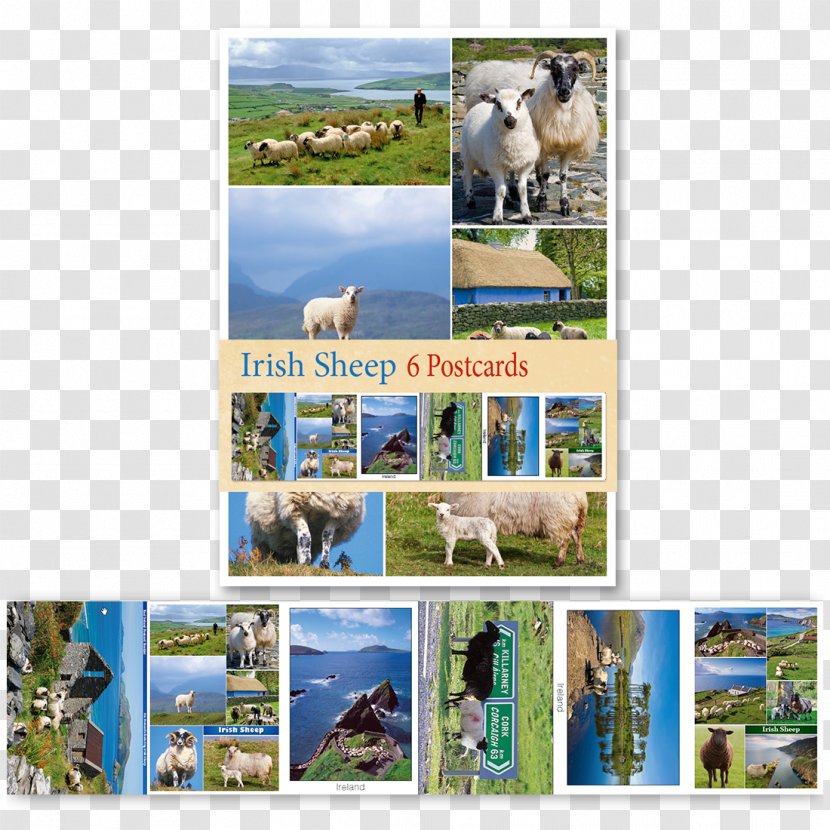 Republic Of Ireland Calendar 2019 Irish Dog Breed - Sheep Material Transparent PNG