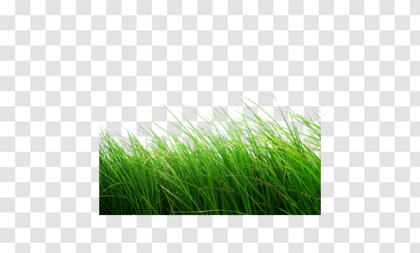 Display Resolution Clip Art - Meadow - Green Grass Transparent PNG