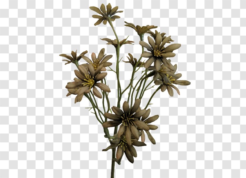 Sea Aster Flower Plant Stem Transvaal Daisy Family - Flora Transparent PNG