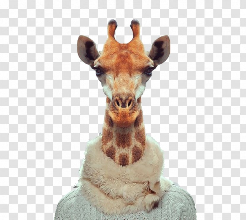 Zoo Portraits Visual Arts Photographer Photography - Animal - Giraffe Transparent PNG
