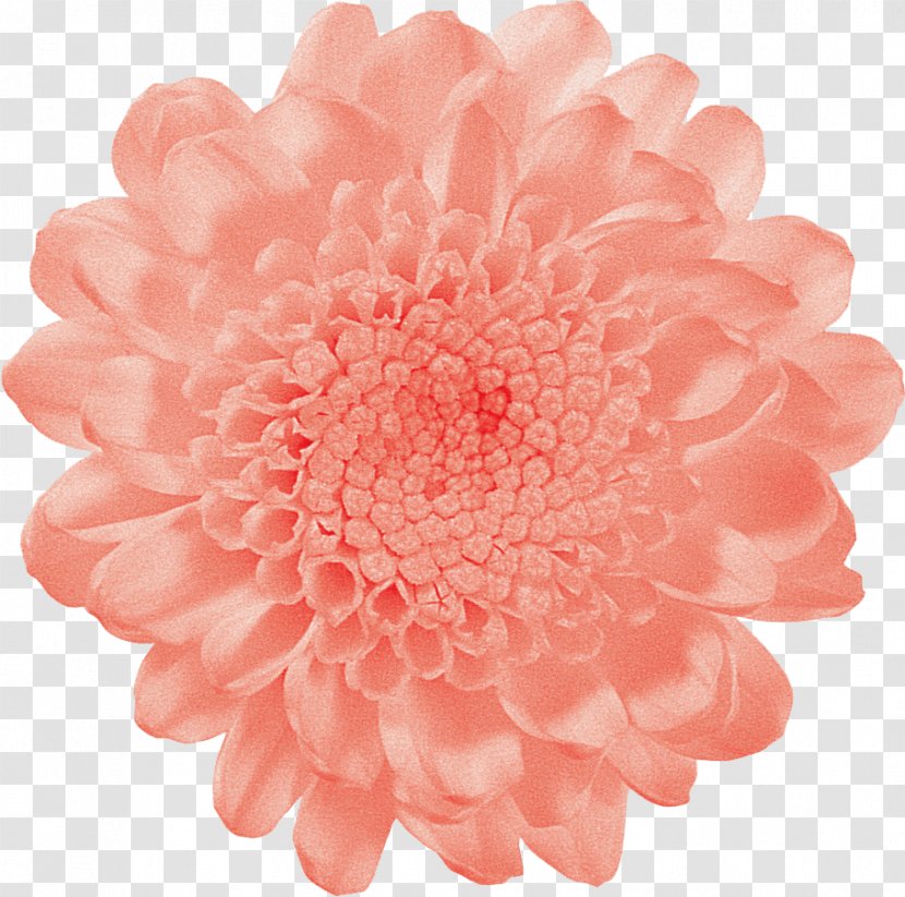 Vase Life Cut Flowers Carnation Pink - Magenta - Flower Transparent PNG