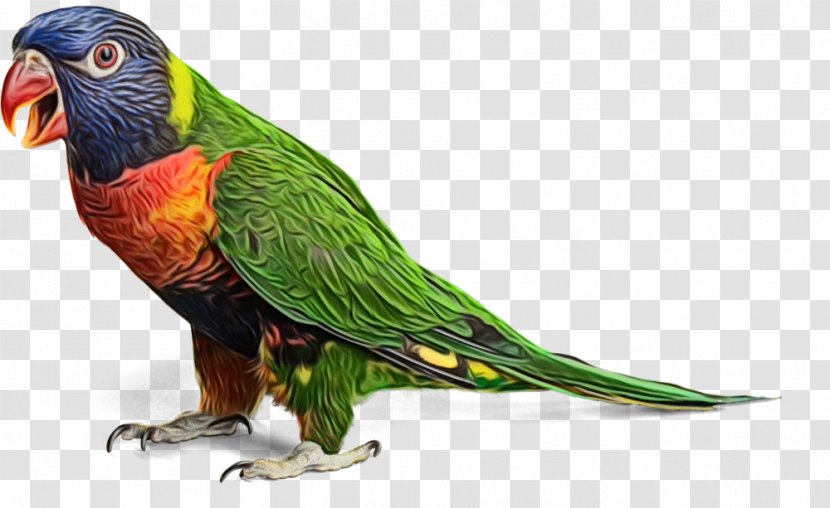 Bird Trapping Parrot Video Television - Lovebird Transparent PNG