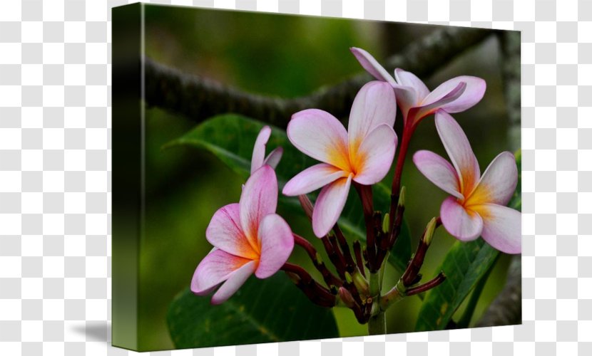 Wildflower Flora Petal Plant - Family - Frangipani Transparent PNG